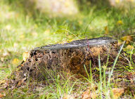 Stump Grinding Mount Waverley